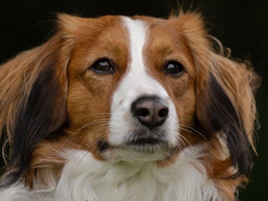 Ernie - Earl z Kobeřických strání