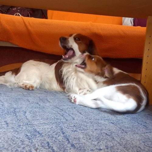 435703296 1088232052246638 7251070349013685891 n